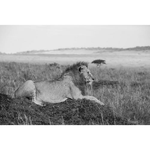 Hopkins, Cindy Miller 아티스트의 Africa-Kenya-Serengeti-Maasai Mara-Young male lion in typical Serengeti plains habitat작품입니다.